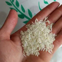 برنج محلی و برنج قلم بلند