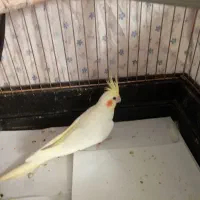 عروس هلندی ماده لوتینو به همراه قفس