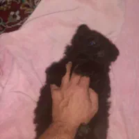 توله سگ نژاد تری یر.جنسیت نر|سگ|بندر انزلی, بشمن|دیوار