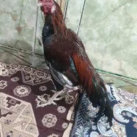 خروس|حیوانات مزرعه|سراوان, |دیوار