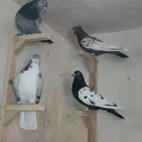 کفتر بهبانی