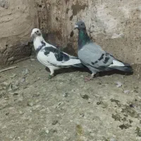 کبوتر سبز و ابلغ|پرنده|تربت‌حیدریه, یحیی آباد|دیوار