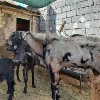 سلام دوعدد نری جوان وتیزران  نژادسه قلو