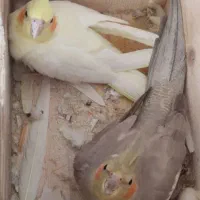 دو عدد پرنده عروس هلندی