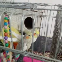 جفت عروس هلندی