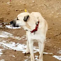 توله سگ سرابی 7ماه