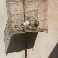 کبوتر ترکیه نر کاغذی