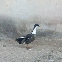 اردک