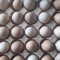 تخم مرغ محلی تازه نطفه دار