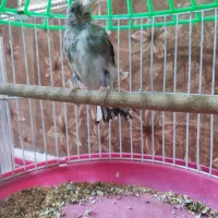 سهره نر معاوضه با قناری ماده فقط معاوضه
