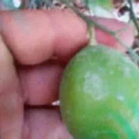 لیموترش
