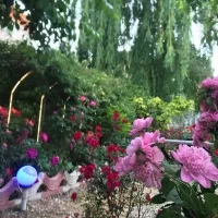 فروش باغ رستوران|فروش مغازه و غرفه|نمین, |دیوار