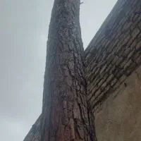 خرید انواع چوب چنارکاج توت..قطع درخت هرس و برش|خدمات باغبانی و درختکاری|مشهد, آیت الله کاشانی|دیوار