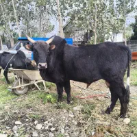 ورزا، ورزاکوله چالوسی