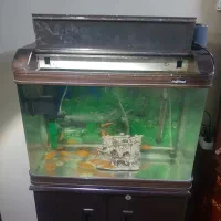 آکواریوم شیشه خم شرکتی پمپ بخاری تصفیه ۲۳عدد ماهی|ماهی|گلستان (تهران), |دیوار