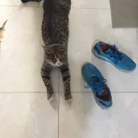 خیلی خوشحالم گربمون پیداشد ممنون از سایت خوب دیوار