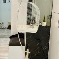 پرنده مینا|پرنده|تهران, فدک|دیوار