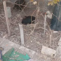 مرغ محلی و اردک|حیوانات مزرعه|مشهد, شهرک مهرگان|دیوار