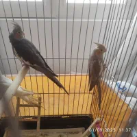 جوجه عروس هلندی دانه خور۳ ماهه سرحال و سالم خانگی