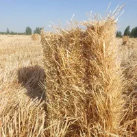 کلش کاه کولش