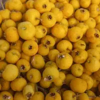 سیسه زالزالک زال زالک