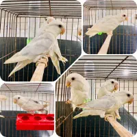 طوطی برزیلی