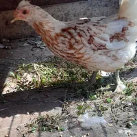 فروش مرغ وخروس|حیوانات مزرعه|رحیمآباد, |دیوار