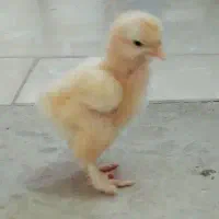 جوجه برهما امپراطور23عدد