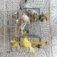 مرغ عشق|پرنده|بروجن, |دیوار
