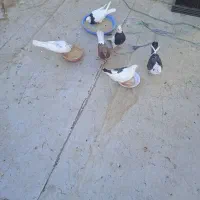 کبوتر|پرنده|قم, پردیسان|دیوار