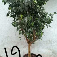 پخش گل ویژه روز مادر آگلونما پتوس|گل مصنوعی|مشهد, حیدرآباد|دیوار