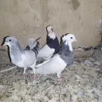 کفتر یا کبوتر پشدار آلمانی و رنگی جفتی و پرنده|پرنده|بوئین زهرا, |دیوار