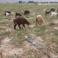دوراس بره سبک فی 600