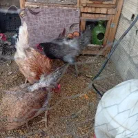 مرغ تخمگذار رسمی