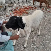 غوچ بز|حیوانات مزرعه|بندرعباس, |دیوار