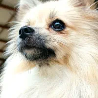 پامرانین ماده