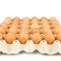 نیروی بسته بندی خانم