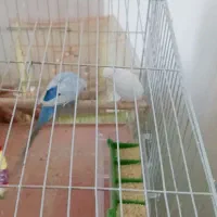 مرغ عشق|پرنده|سلماس, |دیوار