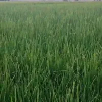 فروش زمین کشاورزی بیضاء