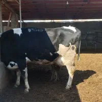 گاو چاق گوشتی درجه یک|حیوانات مزرعه|وحیدیه, |دیوار