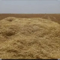 کاه گندم