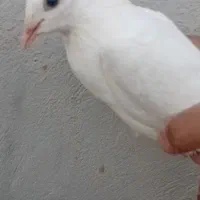 کفتر سار کاکلی