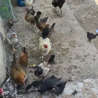 تخم مرغ نظفه دار گلین و محلی|حیوانات مزرعه|دزفول, |دیوار