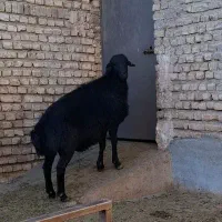 اصل قوچ اینجاس|حیوانات مزرعه|پاکدشت, حصار امیر|دیوار