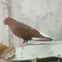 سینه سیاه|پرنده|مسجد سلیمان, |دیوار