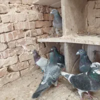 کبوتر پلاکی مسافتی|پرنده|بردسکن, |دیوار