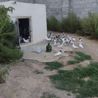 کفتر|پرنده|کنگاور, |دیوار