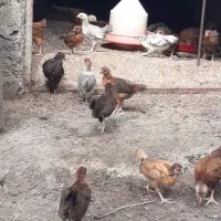 جوجه گلپایگانی ۲۵روزه