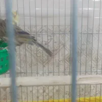 فروش یک جفت قناری