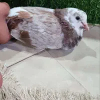 کوتر|پرنده|آمل, |دیوار